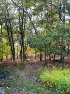 Howe Woods 2