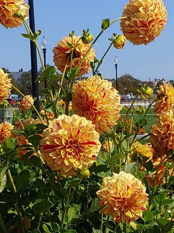 15 Harvard St, Gloucester, MA 01930 - photo 5