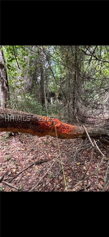 Back left corner noted with orange paint on large tree.