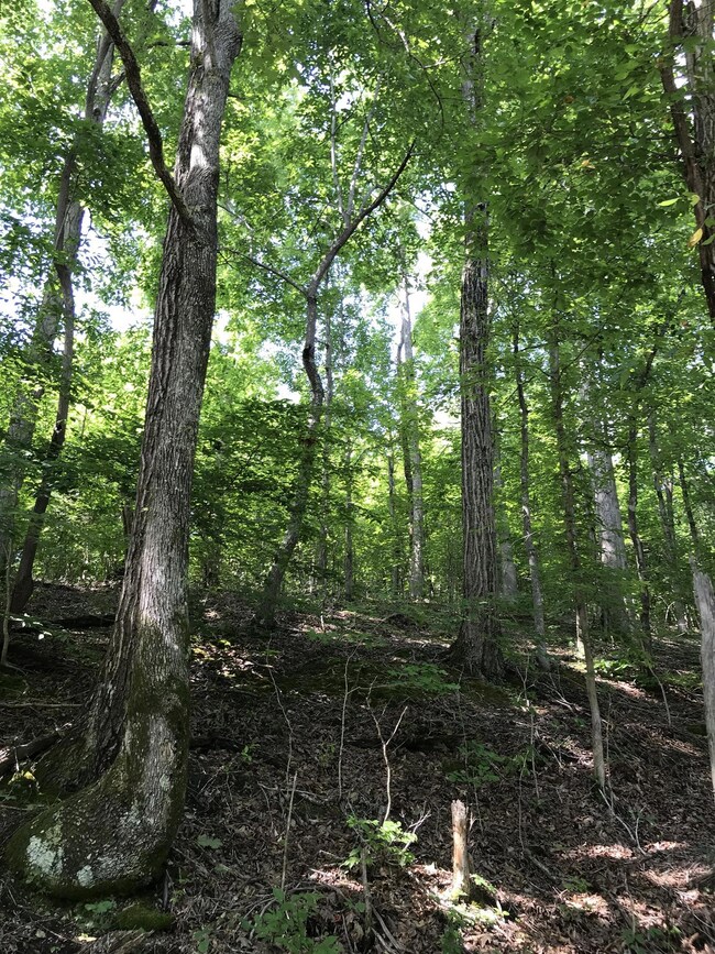 0 Old Hwy 20 unit 2075752, Lobelville, TN 37097 - photo 2