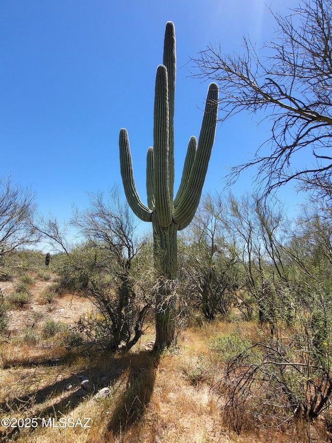 Saguaro