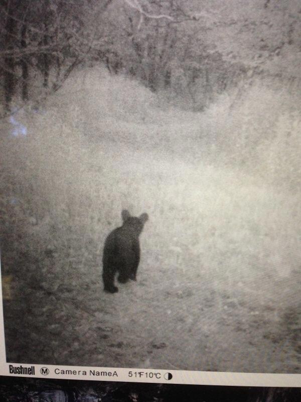 bear cub