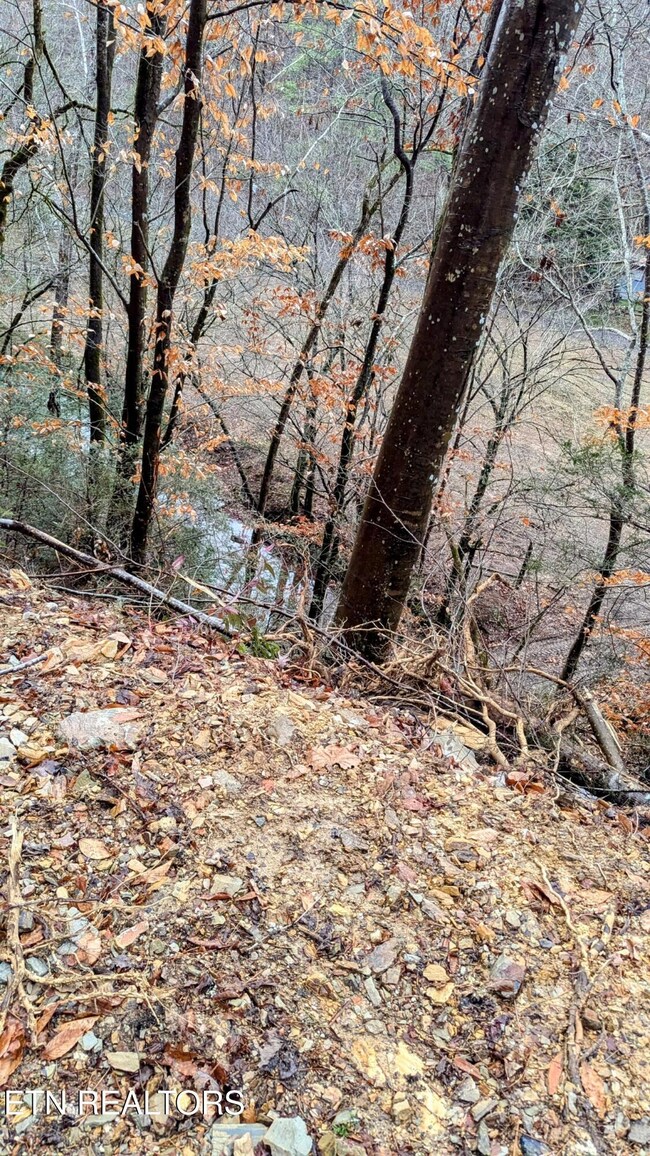 Creek Looking Down