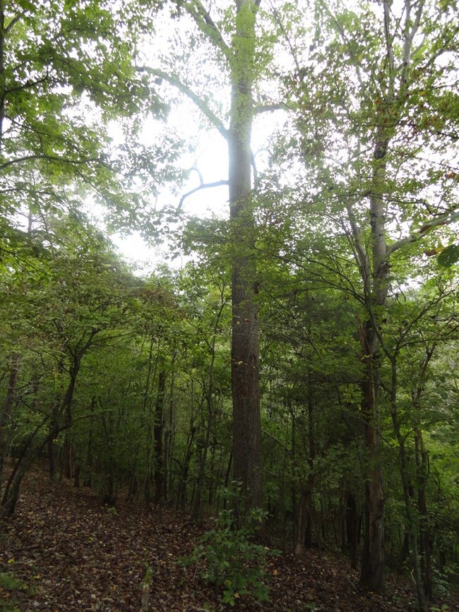 tbd Axton Rd, Axton, VA 24054 - photo 3