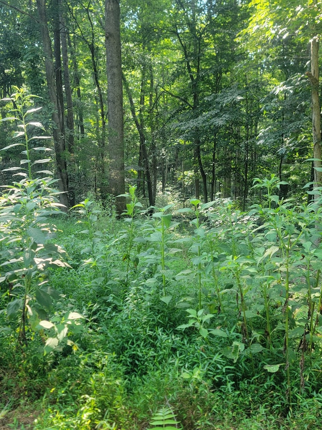 5395 Eastport Dock Rd, Monroe, TN 38573 - photo 3