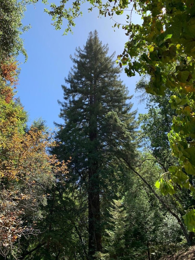 20406 Harvey Way, Los Gatos, CA 95033 - photo 6