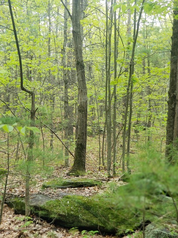 15 Forest St, Derry, NH 03038 - photo 3