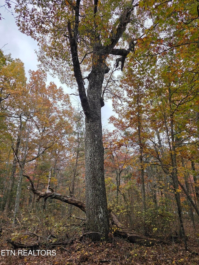 0 Divide Tr unit 1290281, Monterey, TN 38574 - photo 5