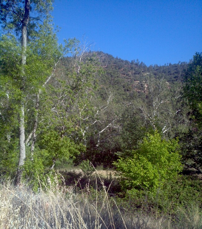 Middle portion of lot from Purtymun