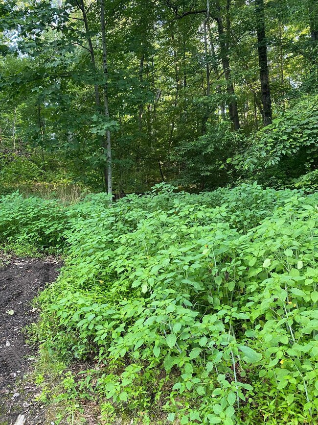 TBD Horseshoe Hollow, Stuarts Draft, VA 24477 - photo 3