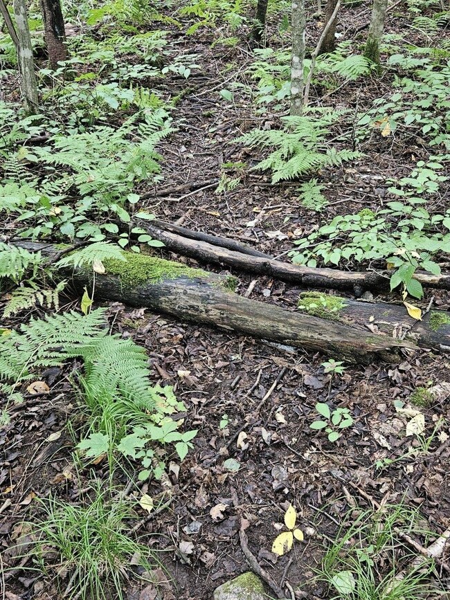 ON Aspen Ln, Phillips, WI 54555 - photo 6