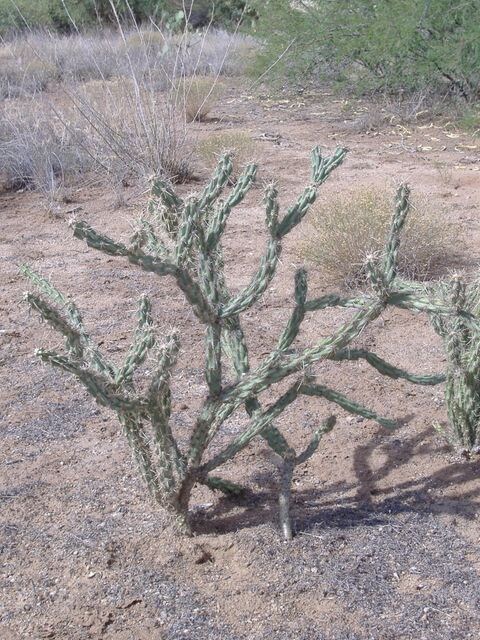 Pencil Cactus