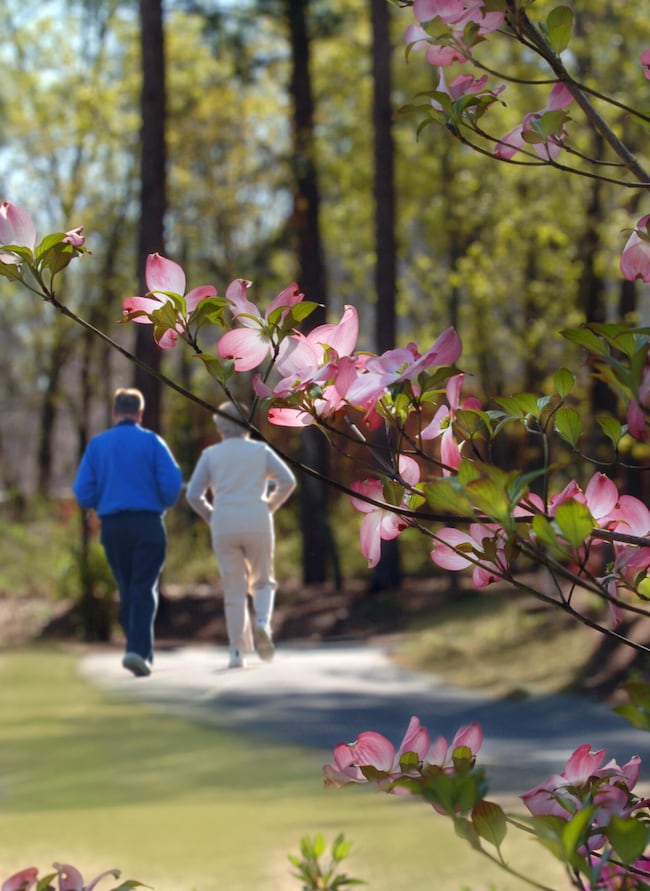 Walking path with Dogwoods