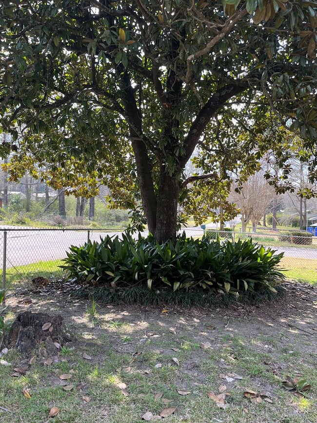 Shady corner lot