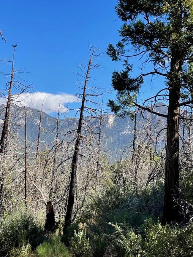 Ridgeline views!