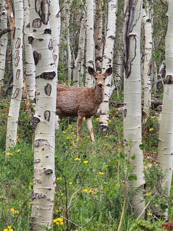 528 Glacier Peak View Rd, Jefferson, CO 80456 - photo 4