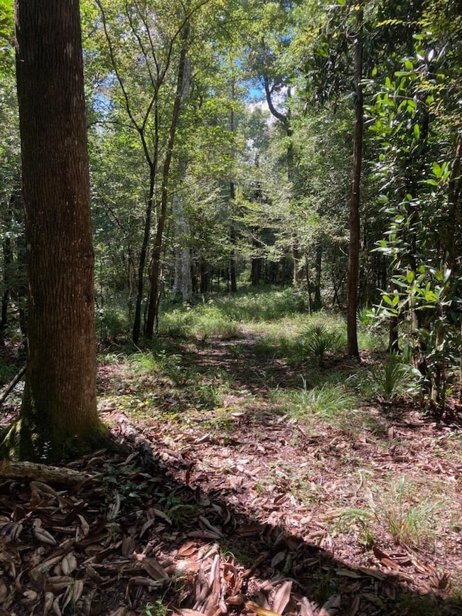 0 McPhaul Rd, Crawfordville, FL 32327 - photo 4