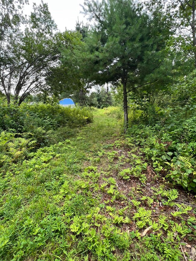 back yard