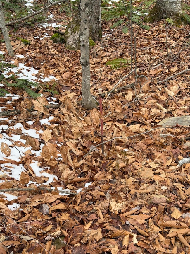 Lot 104 Hornbeam Ridge Rd, Dexter, ME 04930 - photo 3