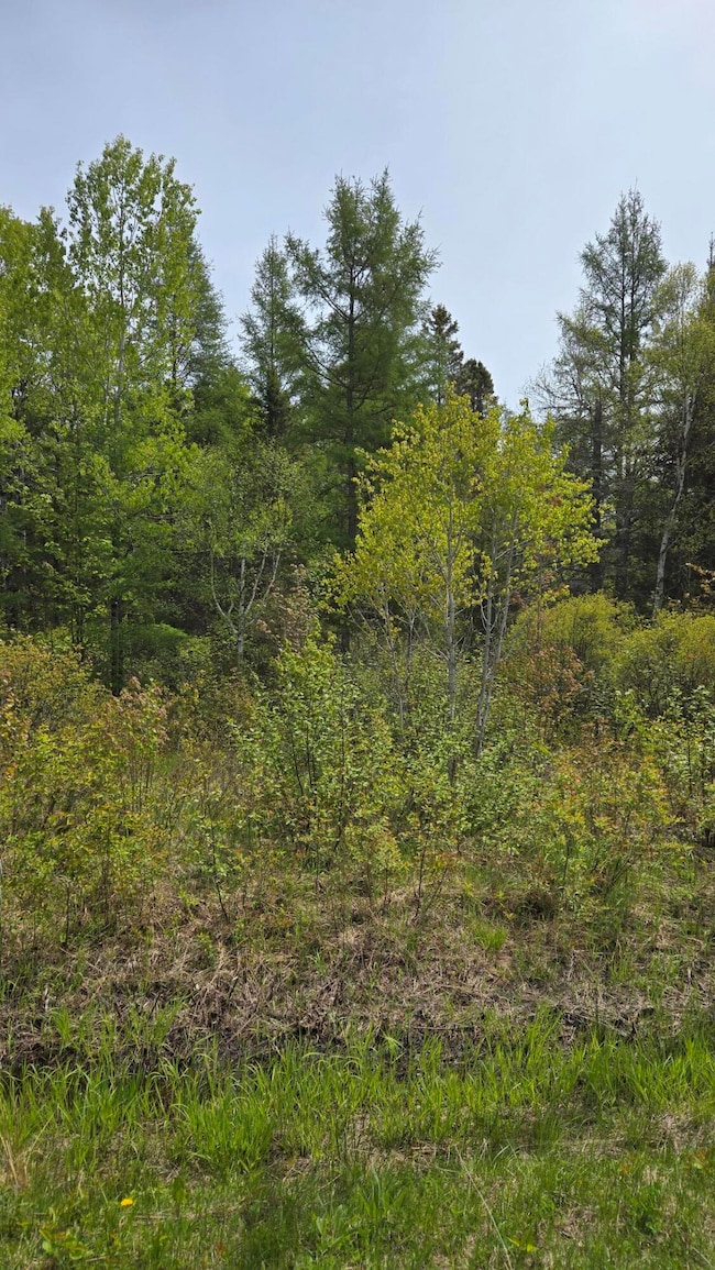 Woods