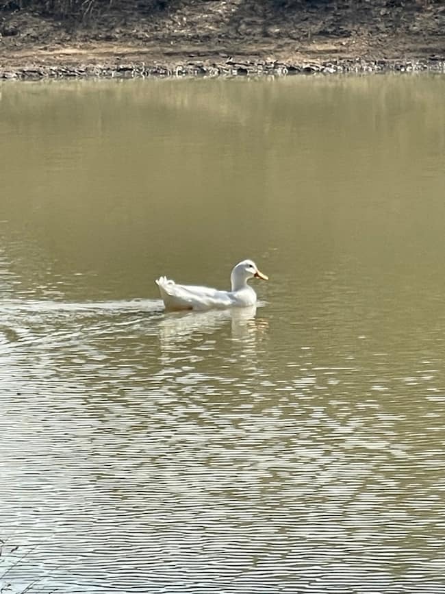 414332 E 1885 Rd, Antlers, OK 74523 - photo 2