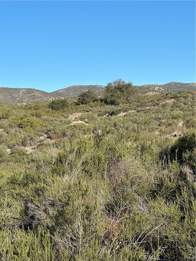 View of oak trees on Parcel.