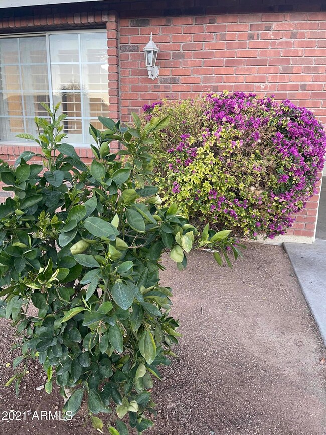 Citrus & Bouganvillea