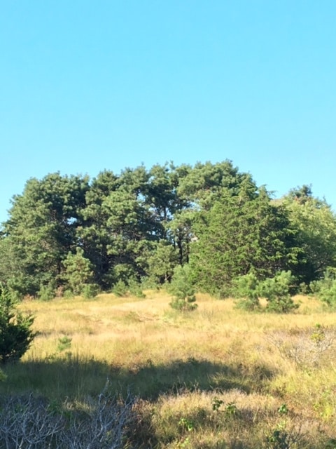 39 Slough Cove Road - Part of (Lot 38), Edgartown, MA 02539 - photo 7