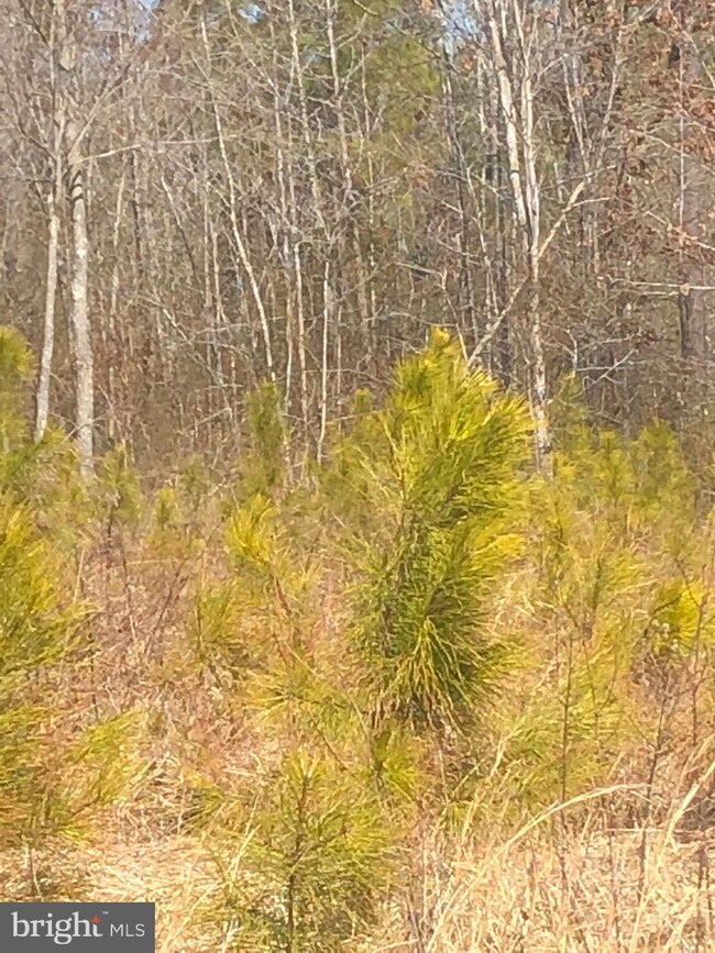 13231 Brooke Ridge Ln, Spotsylvania, VA 22551 - photo 5