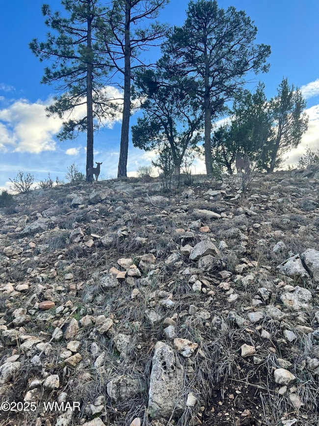 2820 Pine Hill Dr, Overgaard, AZ 85933 - photo 4