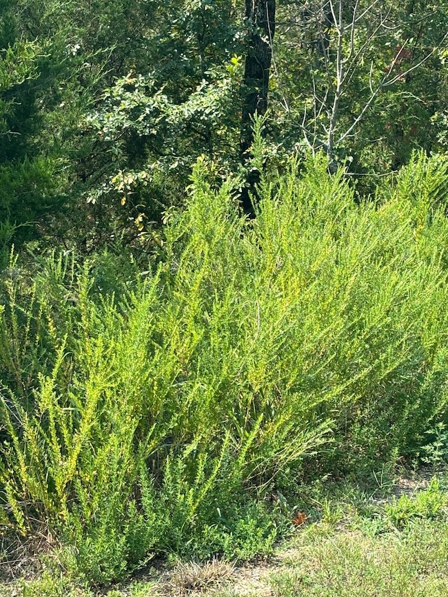 Lot #3 Fox Hollow Rd, Ruth C Township, MO 65737 - photo 4