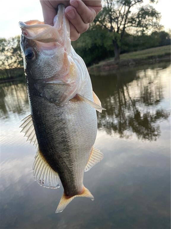 Fish from the partial Pond