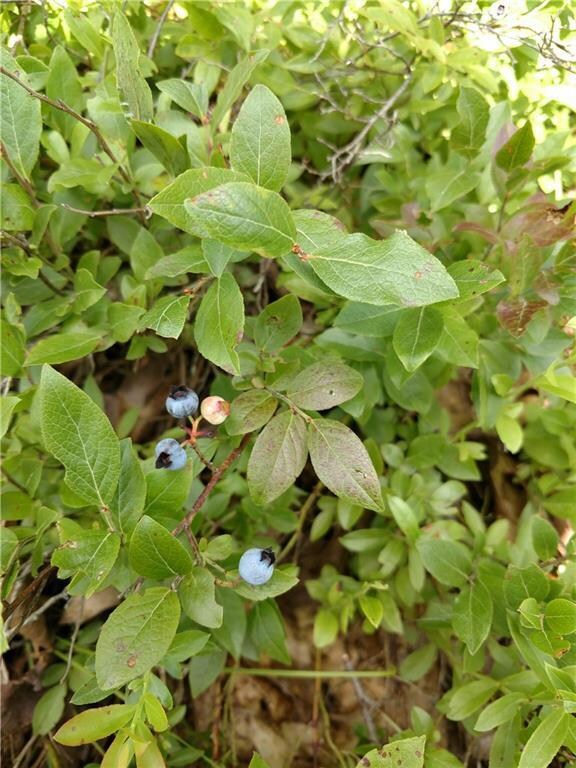 Blueberry fields onsite
