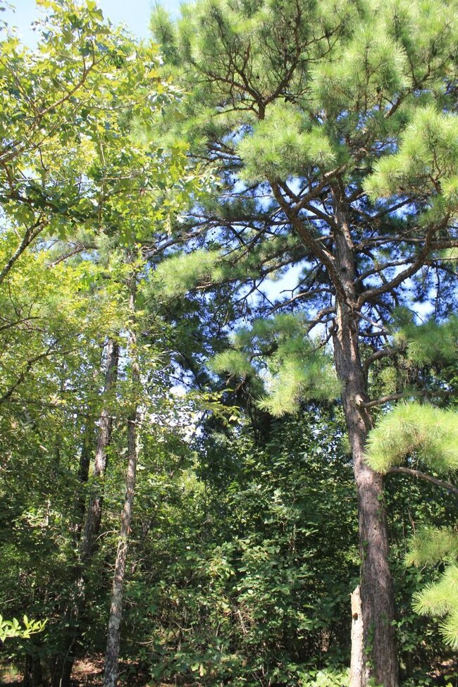 Large timber on property
