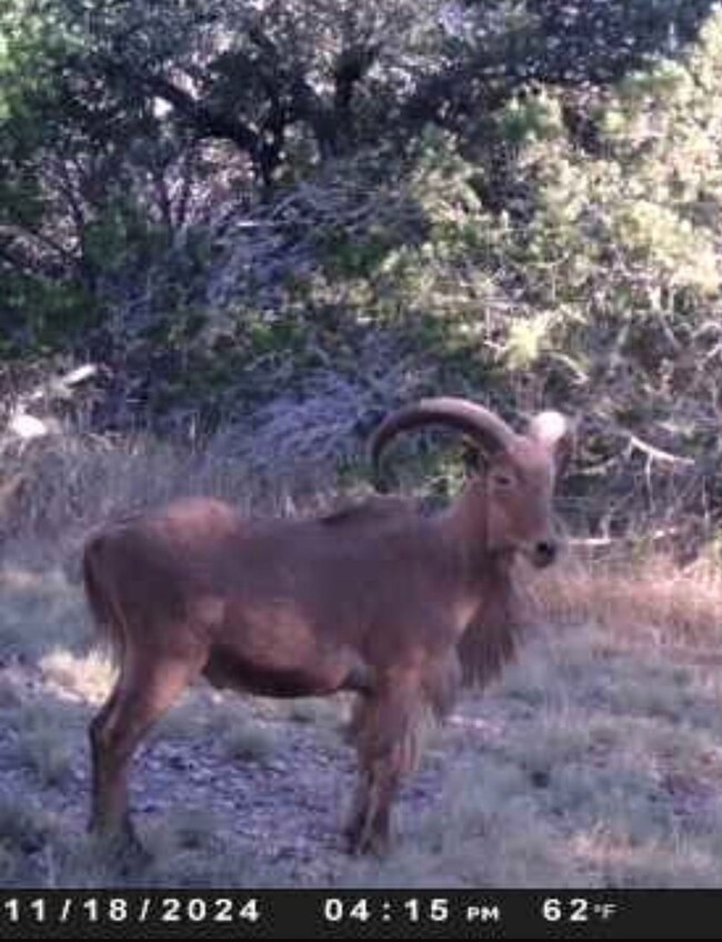 Abundant Wildlife