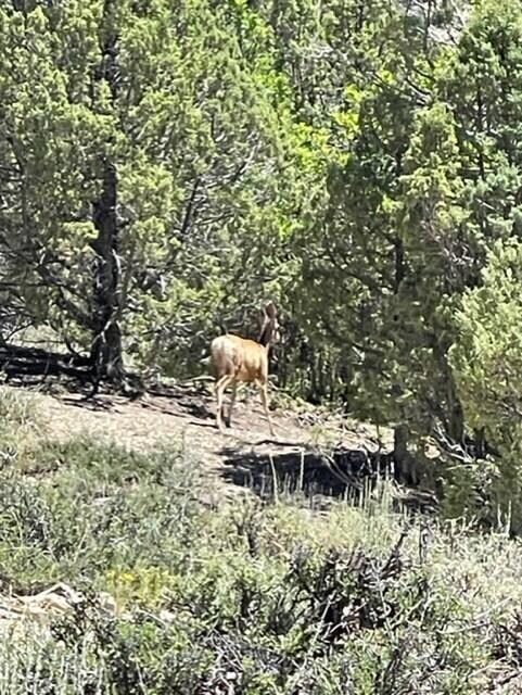 Lot 32 Cree Way unit Block A Long Valley, Duck Creek, UT 84762 - photo 2