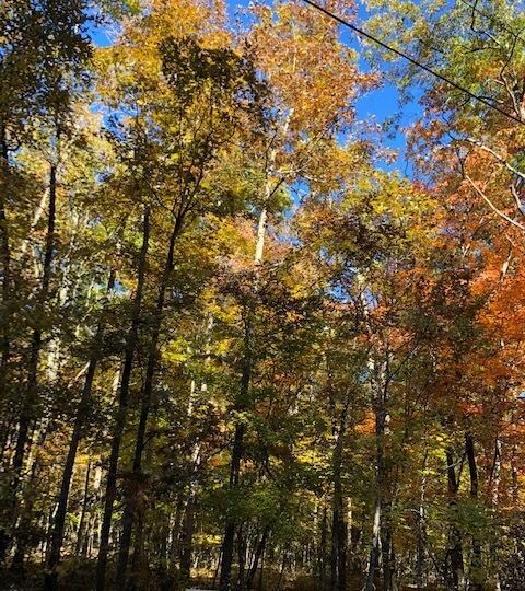 Autumn Winding Way