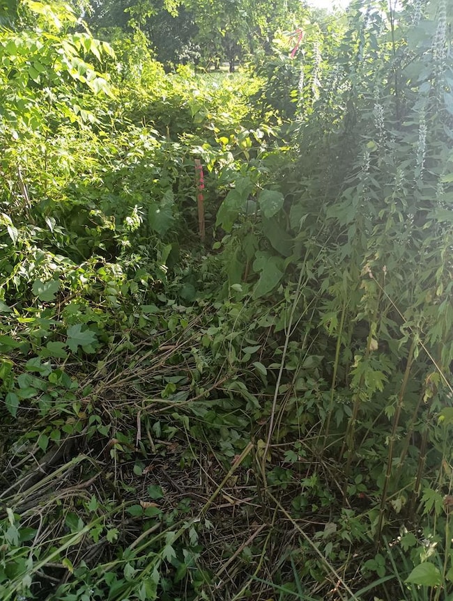 441 Myers St, Bucyrus, OH 44820 - photo 5