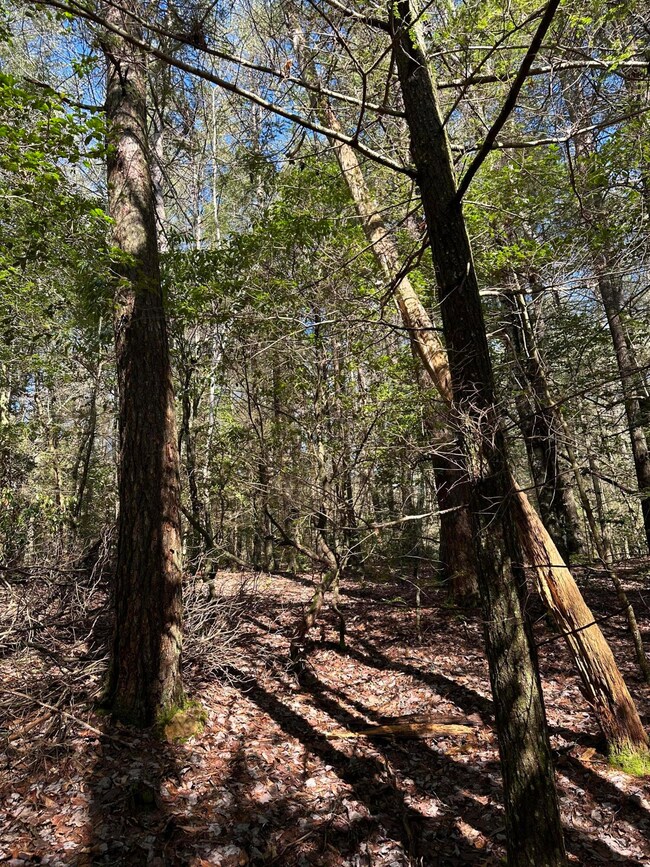 Tract 16 Thomas Springs Rd, Crossville, TN 38572 - photo 7