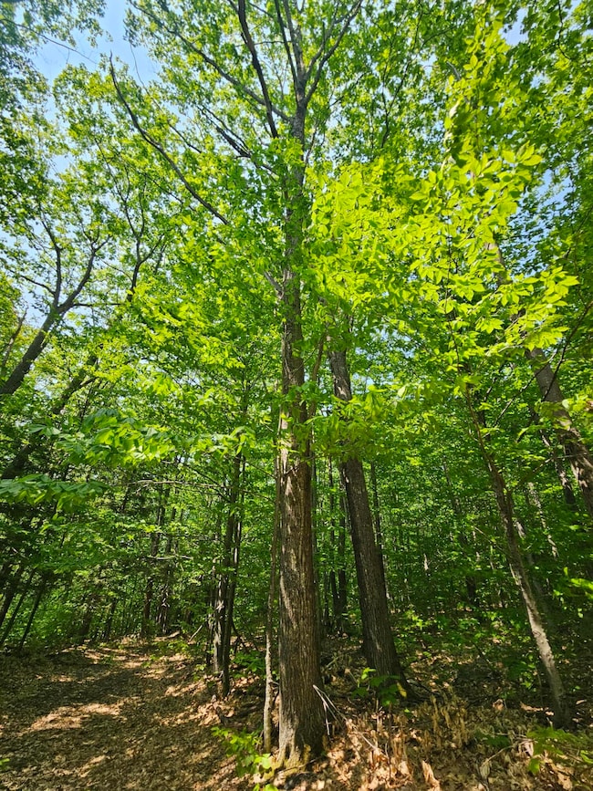 Lot 023-A Oak Hill Rd, Temple, ME 04984 - photo 6