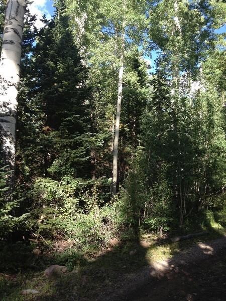 492 E Trail Rd unit Cedar Breaks Mtn Est, Brian Head, UT 84719 - photo 6