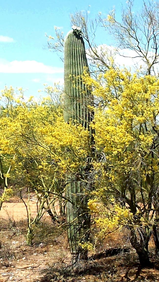 36334 E Pipeline Rd, Marana, AZ 85658 - photo 5