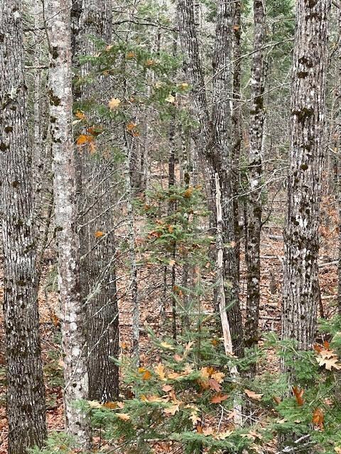 Lot 1 Spring Bridge Rd, Greenbush, ME 04418 - photo 6