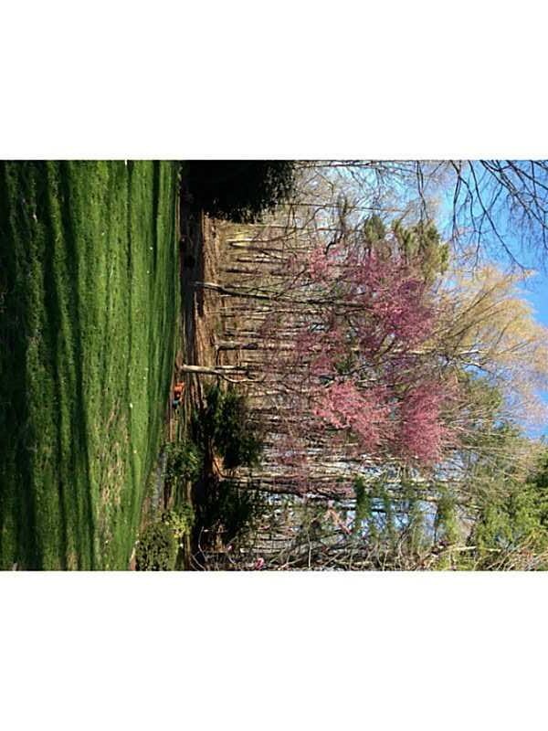 Yard/Garden.