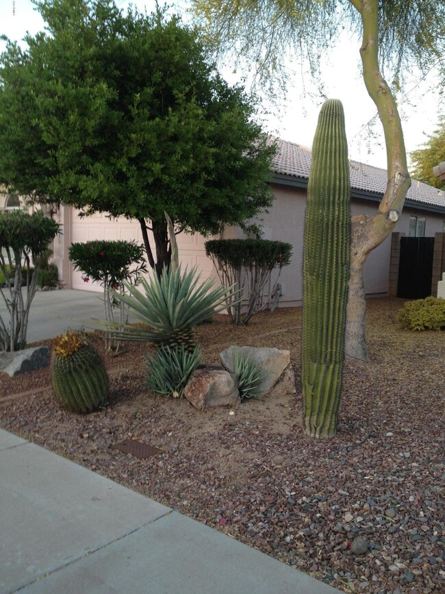 Front Desert