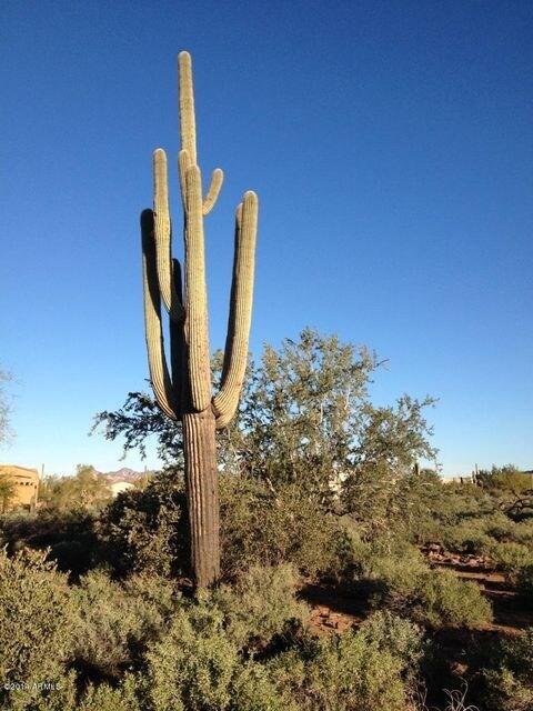 Lot 36 Diamondback - Beautiful Saguaro