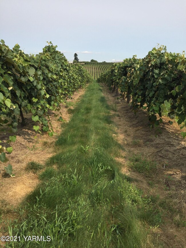 vineyard
