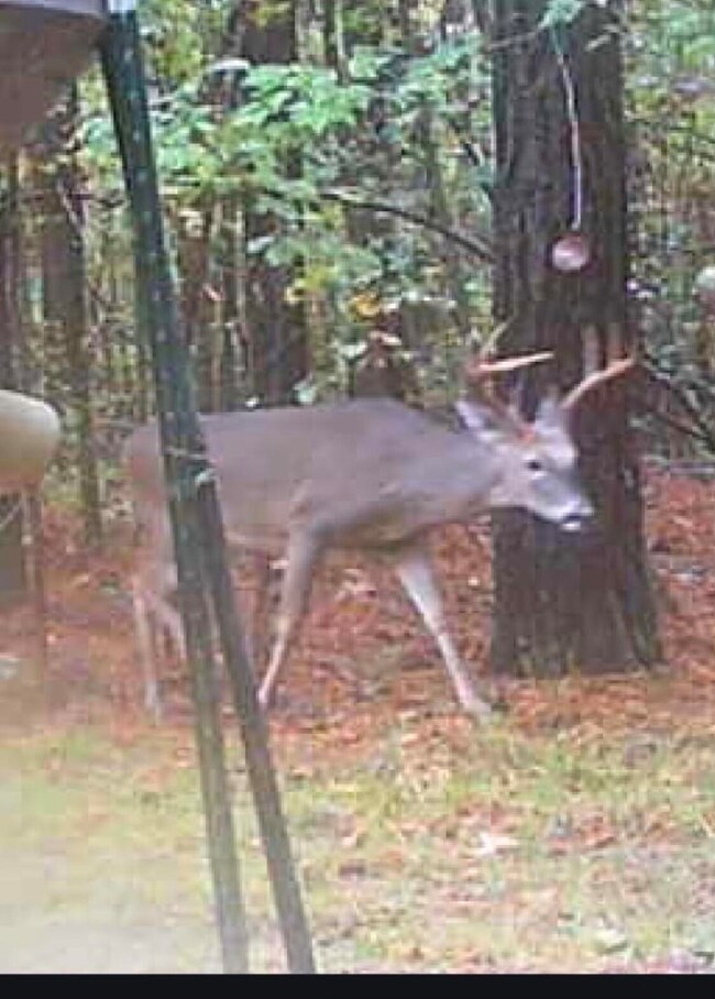 0 Richardson Rd unit 25-3971, Amory, MS 38821 - photo 7