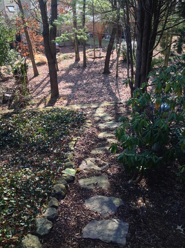 Back yard