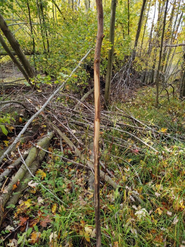 IMG_20201013_114236944_HDR